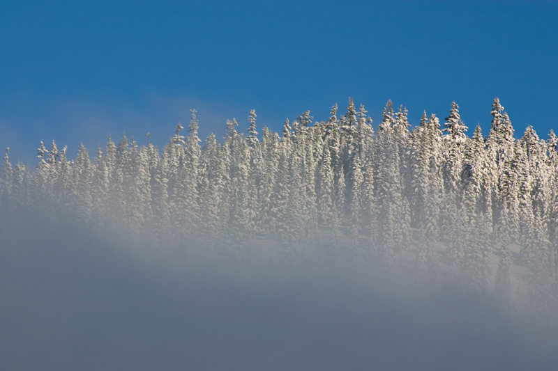 Snow Covered Trees Above Cloud